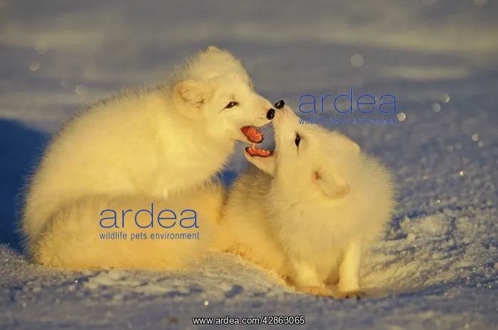 : Arctic FOX - playing in snow : Arctic FOX - playing in snow