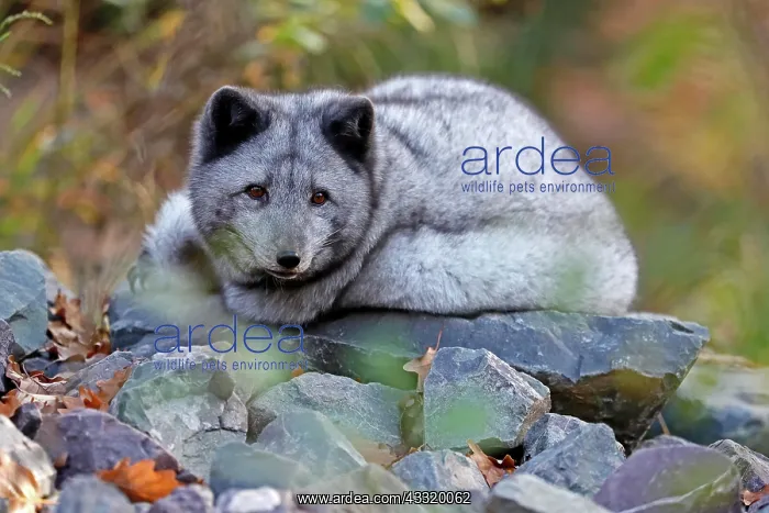 : Arctic Fox or Polar Fox (Alopex lagopus) : Arctic Fox or Polar Fox (Alopex lagopus)