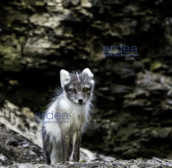  : Arctic Fox portrait
