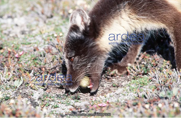 : ARCTIC FOX - predating bird egg : ARCTIC FOX - predating bird egg