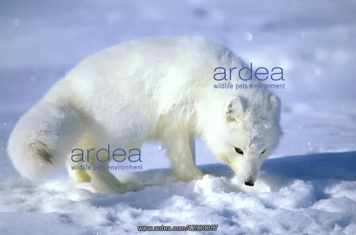 : Arctic Fox searches for food, sniffing lemmings : Arctic Fox searches for food, sniffing lemmings