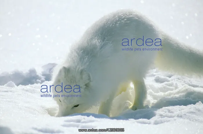 : Arctic Fox searches for food, sniffing lemmings : Arctic Fox searches for food, sniffing lemmings