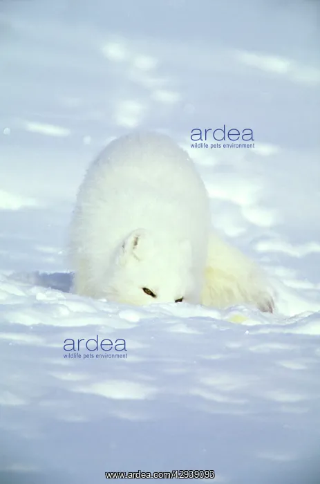 : Arctic Fox searches for food, sniffing lemmings : Arctic Fox searches for food, sniffing lemmings