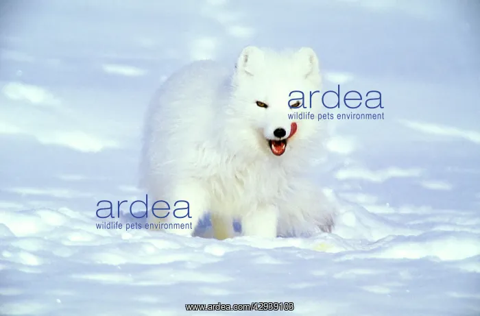 : Arctic Fox searches for food, sniffing lemmings : Arctic Fox searches for food, sniffing lemmings