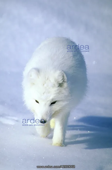 : Arctic Fox searches for food, trotting along on : Arctic Fox searches for food, trotting along on