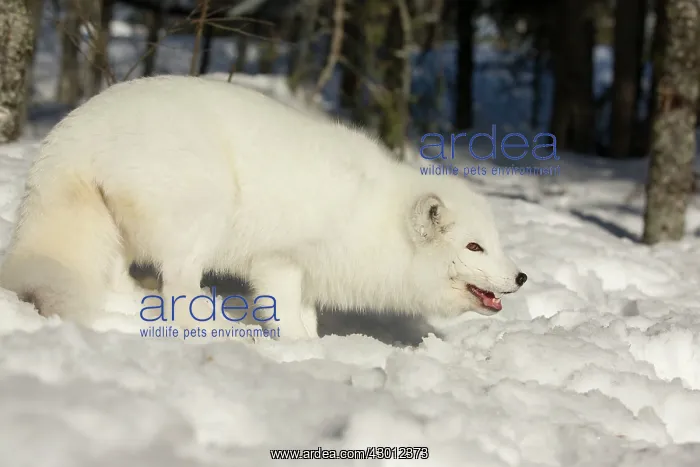 : Arctic Fox searching for food in winter snow Ranua : Arctic Fox searching for food in winter snow Ranua