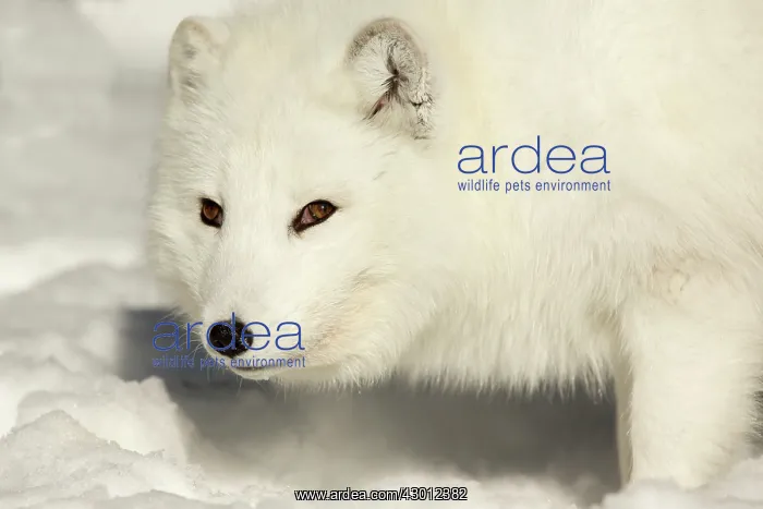 : Arctic Fox searching for food in winter snow Ranua : Arctic Fox searching for food in winter snow Ranua