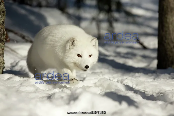 : Arctic Fox searching for food in winter snow Ranua : Arctic Fox searching for food in winter snow Ranua