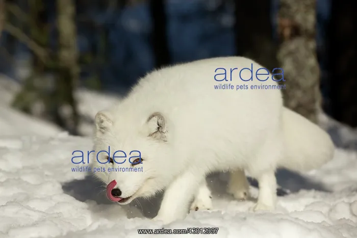: Arctic Fox searching for food in winter snow Ranua : Arctic Fox searching for food in winter snow Ranua