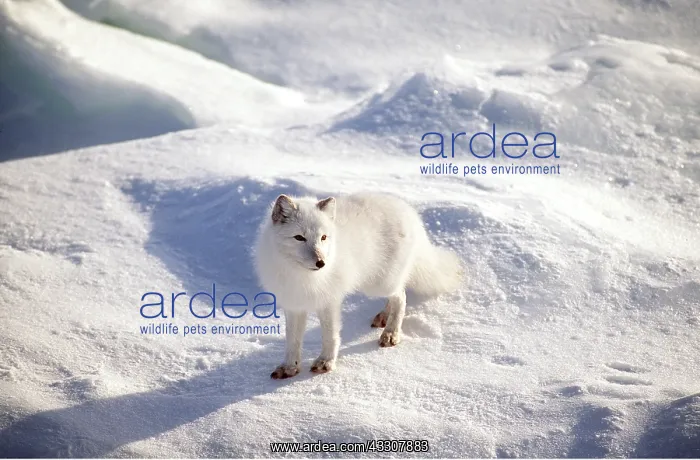: ARCTIC FOX - in snow : ARCTIC FOX - in snow