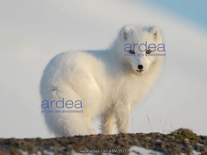 : Arctic fox in snow during winter at Gronfjorden in : Arctic fox in snow during winter at Gronfjorden in