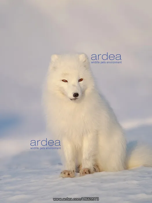 : Arctic fox in snow during winter at Gronfjorden in : Arctic fox in snow during winter at Gronfjorden in