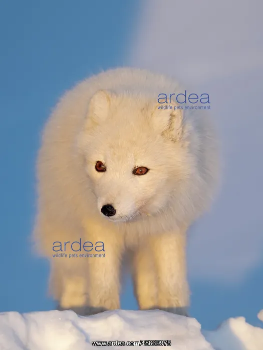 : Arctic fox in snow during winter at Gronfjorden in : Arctic fox in snow during winter at Gronfjorden in