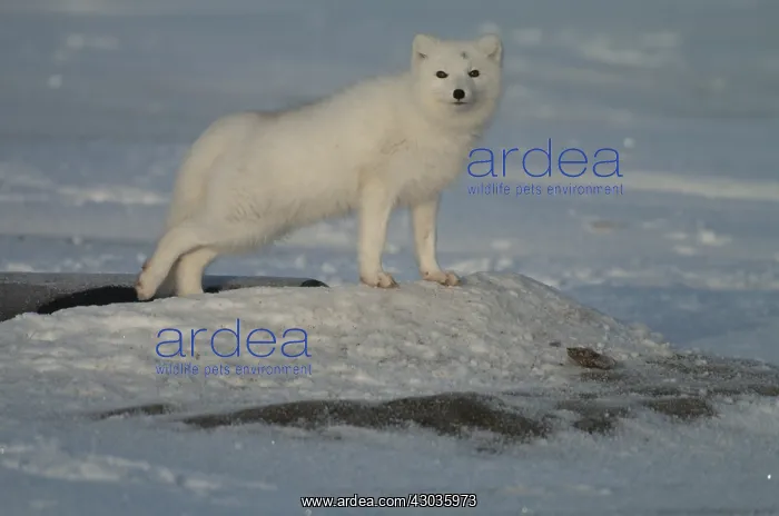 : Arctic Fox standing in the snow - Arctic Fox standing : Arctic Fox standing in the snow - Arctic Fox standing