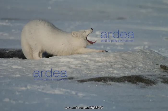 : Arctic Fox stretching in the snow - Arctic Fox stretching : Arctic Fox stretching in the snow - Arctic Fox stretching