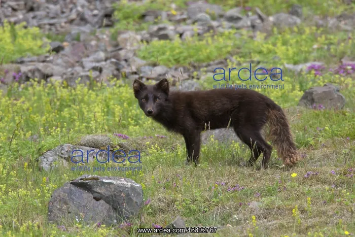 : Arctic Fox summer : Arctic Fox summer