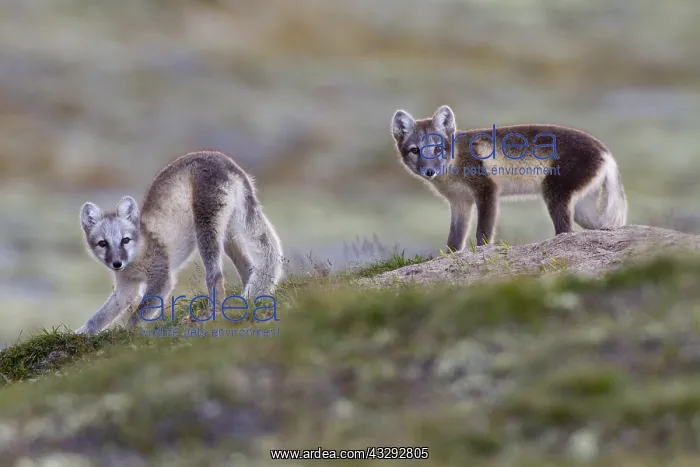 : Arctic Fox (Vulpes lagopus) cubs stretching on : Arctic Fox (Vulpes lagopus) cubs stretching on