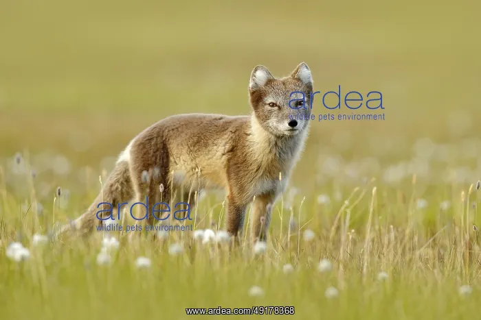 : Arctic Fox, Vulpes lagopus, cute animal portrait in the nature habitat : Arctic Fox, Vulpes lagopus, cute animal portrait in the nature habitat