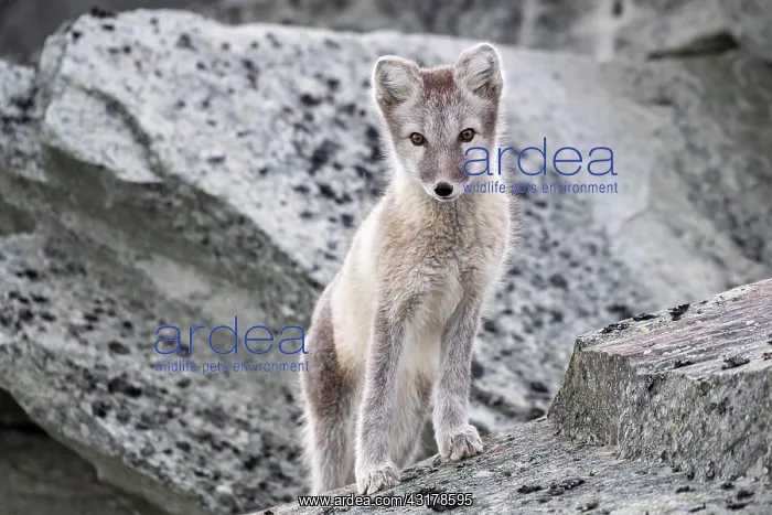 : Arctic fox (Vulpes lagopus), Dovrefjell-Sunndalsfjella : Arctic fox (Vulpes lagopus), Dovrefjell-Sunndalsfjella