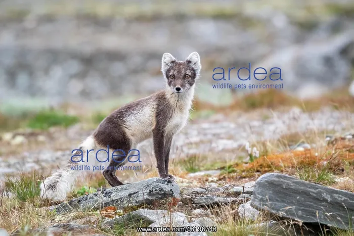 : Arctic fox (Vulpes lagopus), Dovrefjell-Sunndalsfjella : Arctic fox (Vulpes lagopus), Dovrefjell-Sunndalsfjella