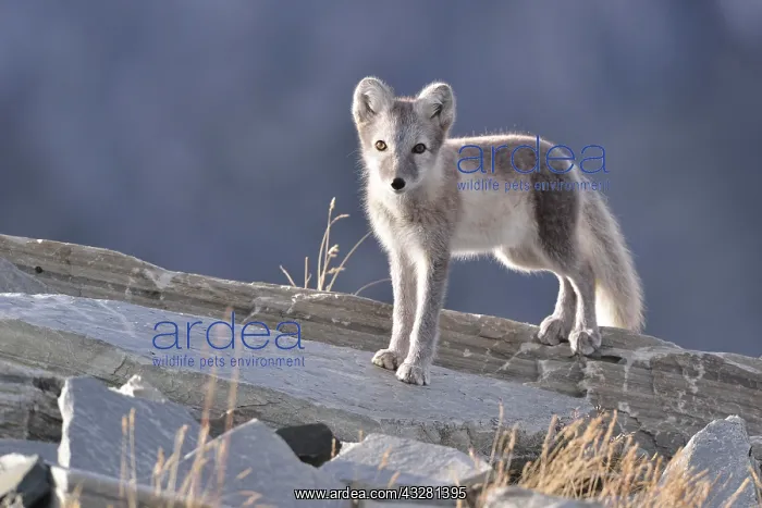 : Arctic fox (Vulpes lagopus), kitten standing on : Arctic fox (Vulpes lagopus), kitten standing on