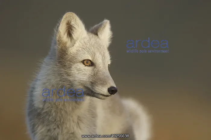 : Arctic Fox (Vulpes lagopus) looking towards the : Arctic Fox (Vulpes lagopus) looking towards the