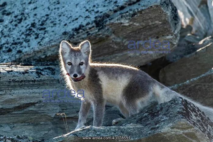 : Arctic fox (Vulpes lagopus) with meat in its mouth : Arctic fox (Vulpes lagopus) with meat in its mouth