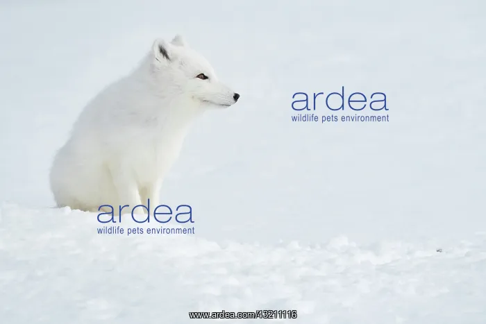 : Arctic fox (Vulpes lagopus) observation at entrance : Arctic fox (Vulpes lagopus) observation at entrance