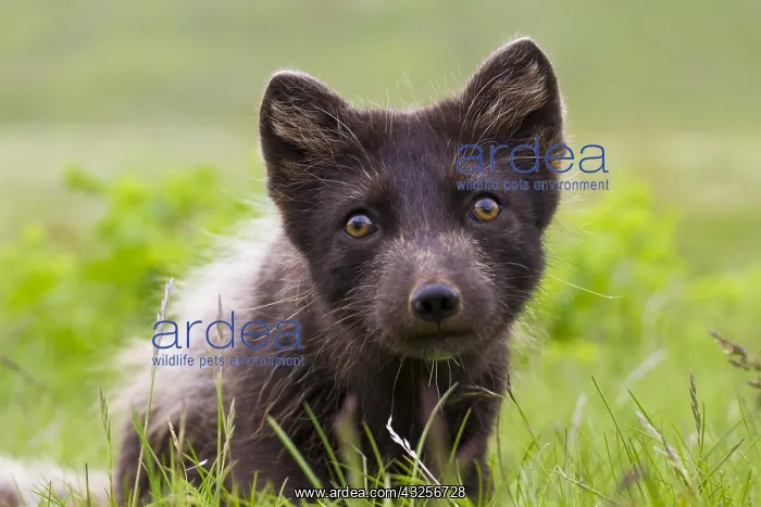 : Arctic Fox (Vulpes lagopus) portrait : Arctic Fox (Vulpes lagopus) portrait