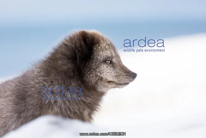 : Arctic fox (Vulpes lagopus), portrait : Arctic fox (Vulpes lagopus), portrait