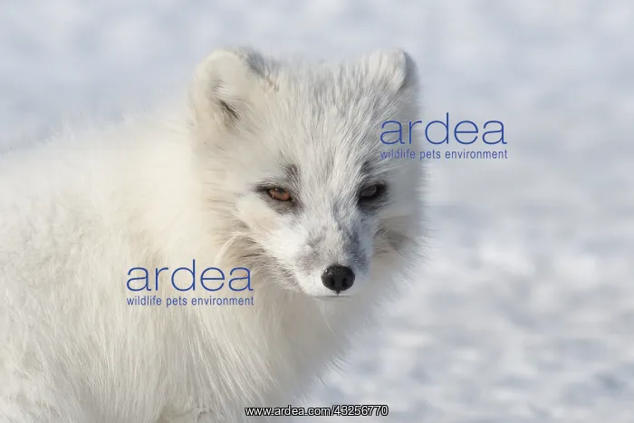  : Arctic Fox (Vulpes lagopus) portrait, Svalbard