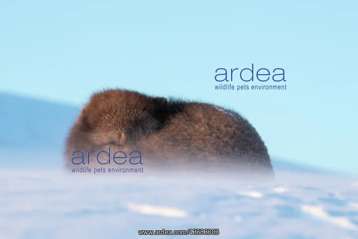: Arctic fox (Vulpes lagopus) resting in a blizzard : Arctic fox (Vulpes lagopus) resting in a blizzard