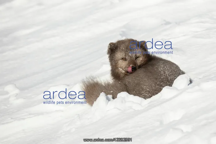 : Arctic fox (Vulpes lagopus) resting in the snow : Arctic fox (Vulpes lagopus) resting in the snow