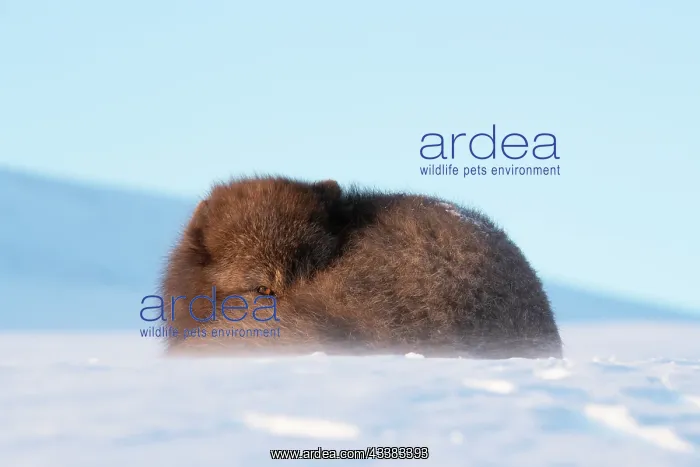 : Arctic fox (Vulpes lagopus) resting in the snow : Arctic fox (Vulpes lagopus) resting in the snow
