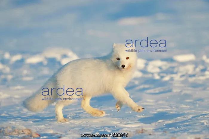 : Arctic fox (Vulpes lagopus) running in the snow : Arctic fox (Vulpes lagopus) running in the snow