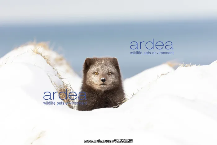 : Arctic fox (Vulpes lagopus), searching for food in the snow : Arctic fox (Vulpes lagopus), searching for food in the snow