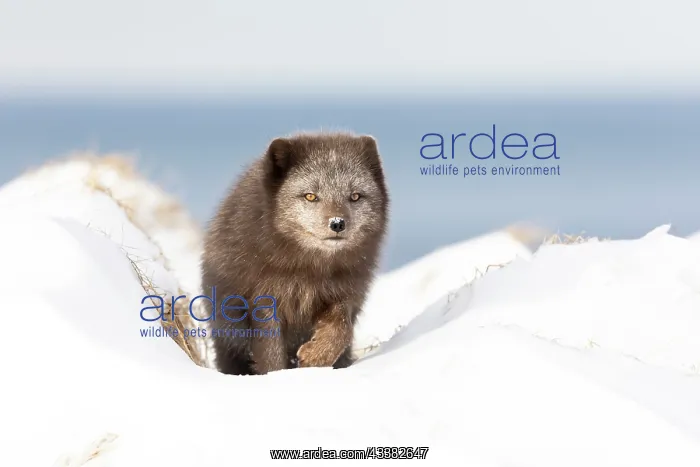 : Arctic fox (Vulpes lagopus), searching for food in the snow : Arctic fox (Vulpes lagopus), searching for food in the snow