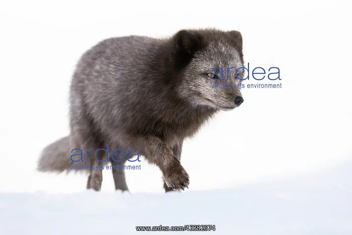 : Arctic fox (Vulpes lagopus), searching for food in the snow : Arctic fox (Vulpes lagopus), searching for food in the snow