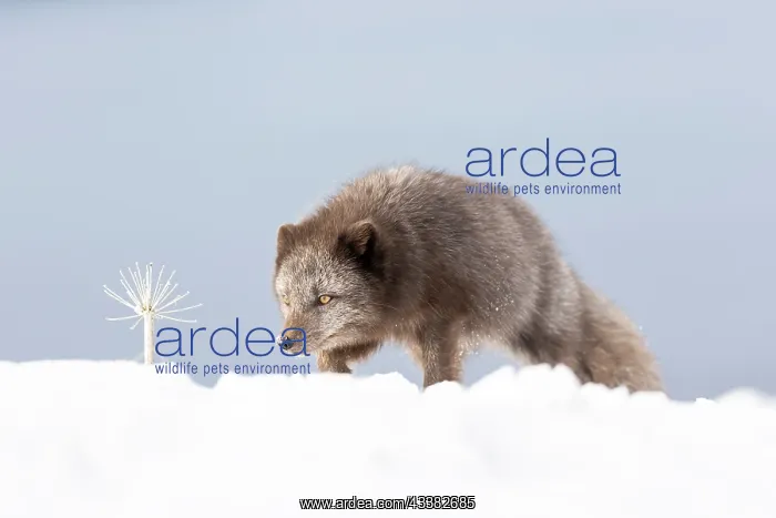 : Arctic fox (Vulpes lagopus), searching for food in the snow : Arctic fox (Vulpes lagopus), searching for food in the snow