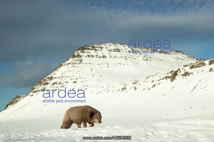 : Arctic fox (Vulpes lagopus), searching for food in the snow : Arctic fox (Vulpes lagopus), searching for food in the snow