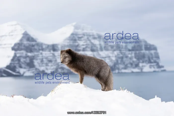 : Arctic fox (Vulpes lagopus), searching for food in the snow : Arctic fox (Vulpes lagopus), searching for food in the snow
