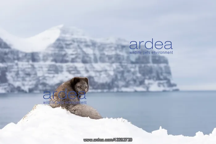 : Arctic fox (Vulpes lagopus), searching for food in the snow : Arctic fox (Vulpes lagopus), searching for food in the snow