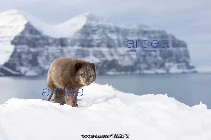 : Arctic fox (Vulpes lagopus), searching for food in the snow : Arctic fox (Vulpes lagopus), searching for food in the snow