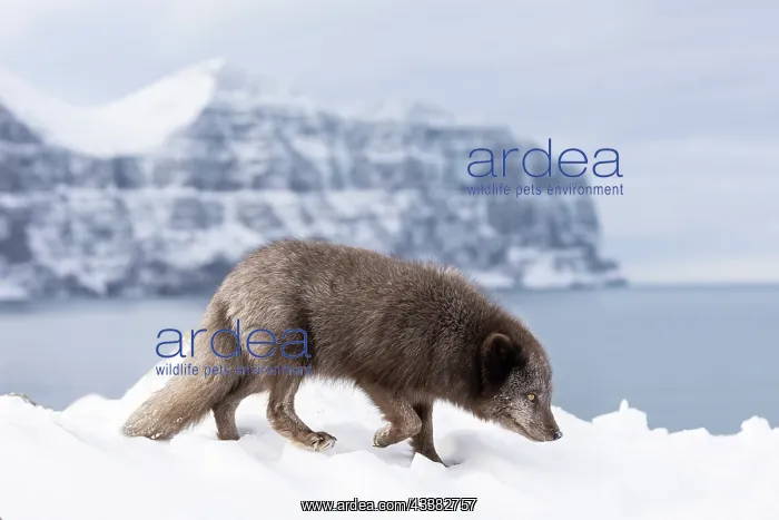 : Arctic fox (Vulpes lagopus), searching for food in the snow : Arctic fox (Vulpes lagopus), searching for food in the snow