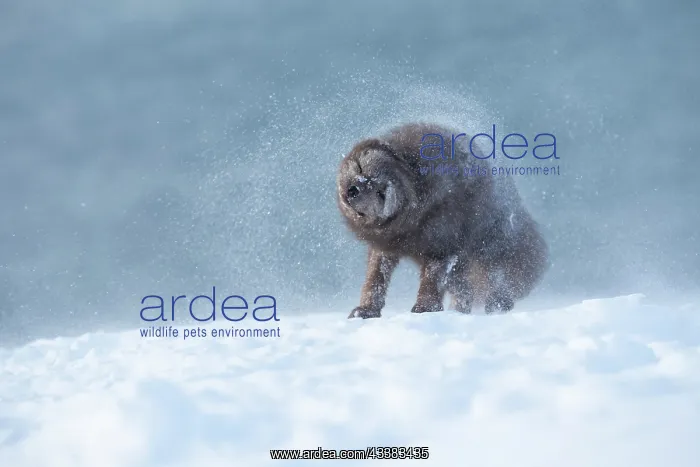 : Arctic fox (Vulpes lagopus) shaking snow off : Arctic fox (Vulpes lagopus) shaking snow off