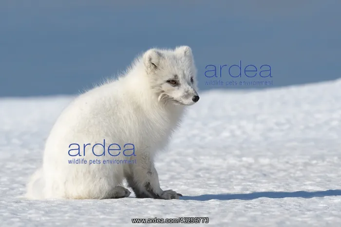 : Arctic Fox (Vulpes lagopus) sitting in the snow : Arctic Fox (Vulpes lagopus) sitting in the snow