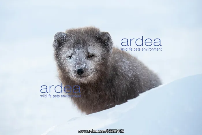 : Arctic fox (Vulpes lagopus) sitting in the snow : Arctic fox (Vulpes lagopus) sitting in the snow