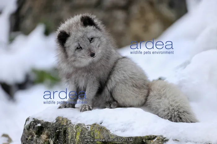 : Arctic fox (Vulpes lagopus) sitting in snow, captive : Arctic fox (Vulpes lagopus) sitting in snow, captive