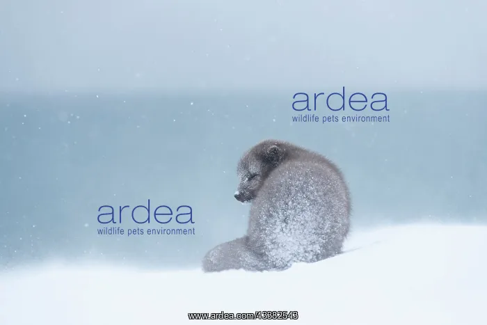 : Arctic fox (Vulpes lagopus) sitting in a snowstorm : Arctic fox (Vulpes lagopus) sitting in a snowstorm