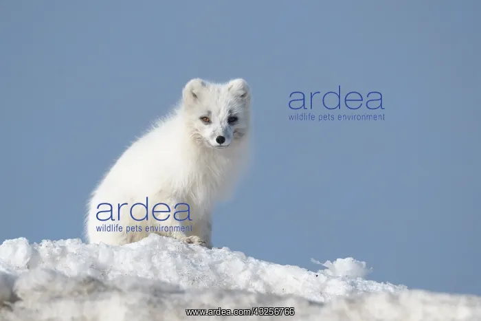 : Arctic fox (Vulpes lagopus) in the snow, Svalba : Arctic fox (Vulpes lagopus) in the snow, Svalba